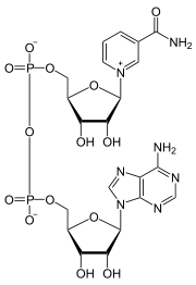 biología vegetal - Grado 1 - Quizizz