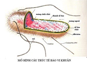 Cổ phần bằng nhau Flashcards - Quizizz