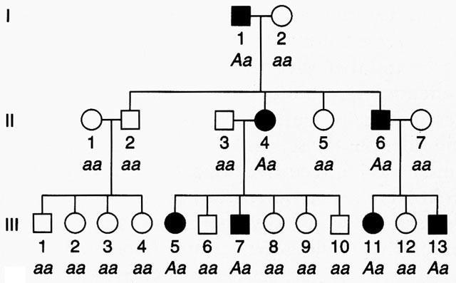 Punnett Squares and Pedigrees