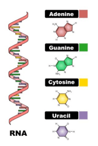 síntese de rna e proteína - Série 9 - Questionário