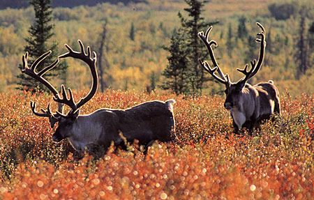 Migrating Caribou