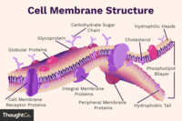 structure of a cell - Class 10 - Quizizz