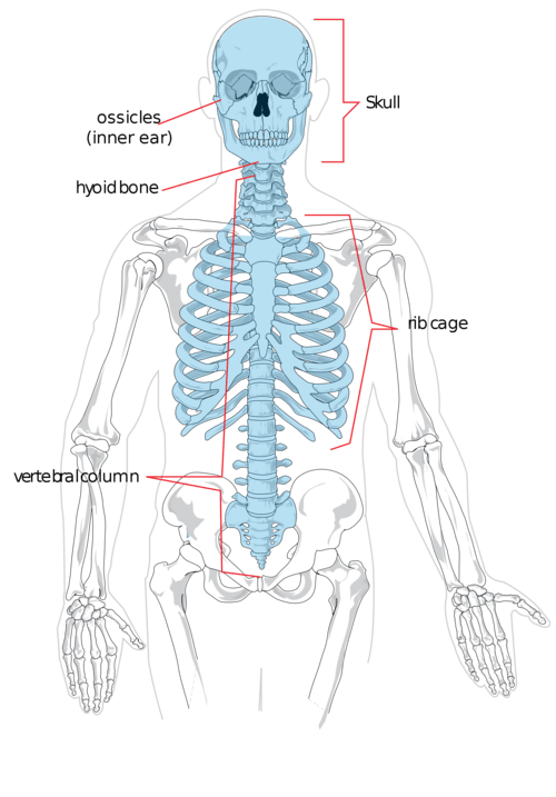 Axial Skeleton