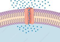 membranes and transport - Year 8 - Quizizz