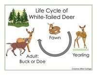 Deer Life Cycles