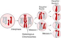 meiosis - Year 7 - Quizizz