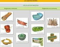 estructura de una celula - Grado 3 - Quizizz