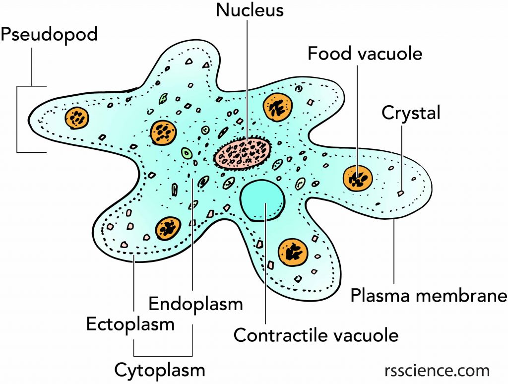 protista-mirip-hewan-porifera-biology-quizizz