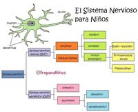 o sistema imunológico - Série 6 - Questionário