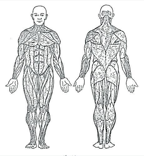 Muscular System Medical Terms | Other - Quizizz