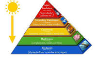 food chain - Grade 8 - Quizizz