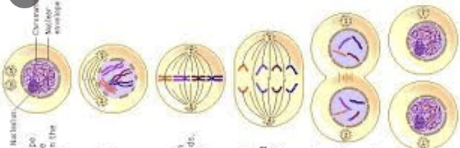 mitosis - Grado 7 - Quizizz