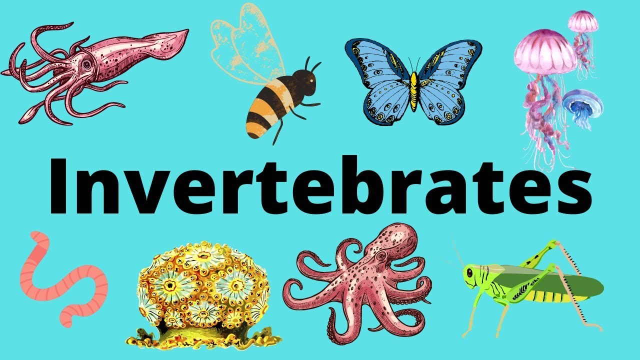 INVERTEBRATES | Quizizz