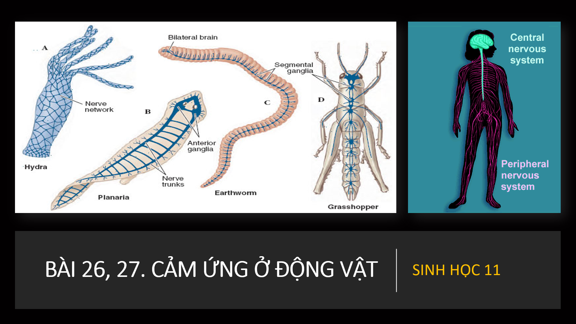 từ cảm giác - Lớp 11 - Quizizz