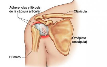 Tarjetas de anatomía - Grado 7 - Quizizz