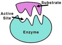 enzimas - Grado 9 - Quizizz