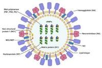 virus - Grado 12 - Quizizz