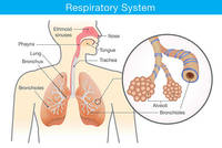 the circulatory and respiratory systems - Grade 2 - Quizizz