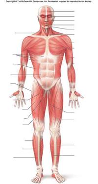 Muscular System Quiz Human Anatomy Quiz Quizizz