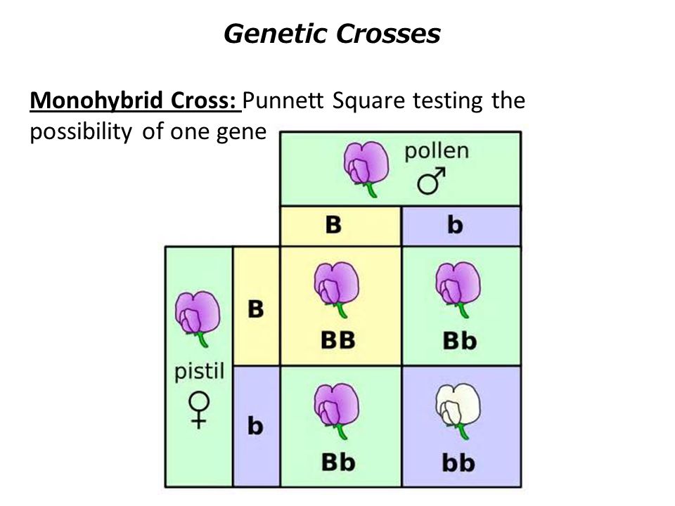 Genetic Crosses And Evolution | Biology Quiz - Quizizz