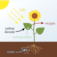 photosynthesis - Year 4 - Quizizz