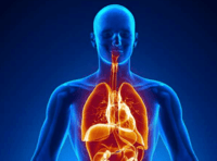 the circulatory and respiratory systems - Class 2 - Quizizz