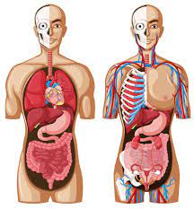 los sistemas circulatorio y respiratorio - Grado 11 - Quizizz