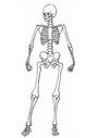 Skeletal System - Grade 6 | Science - Quizizz