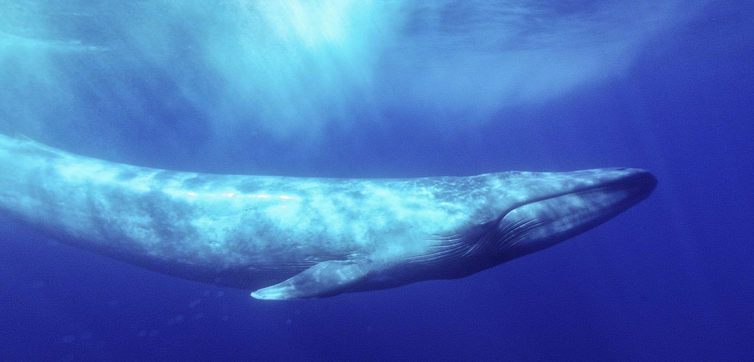 Blue whales giant mammals 5A | English Quiz - Quizizz