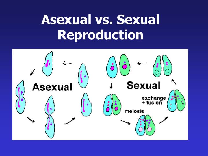 U8 Sexualasexual Reproduction 1 Science Quiz Quizizz 2647