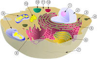 the cell membrane - Year 1 - Quizizz