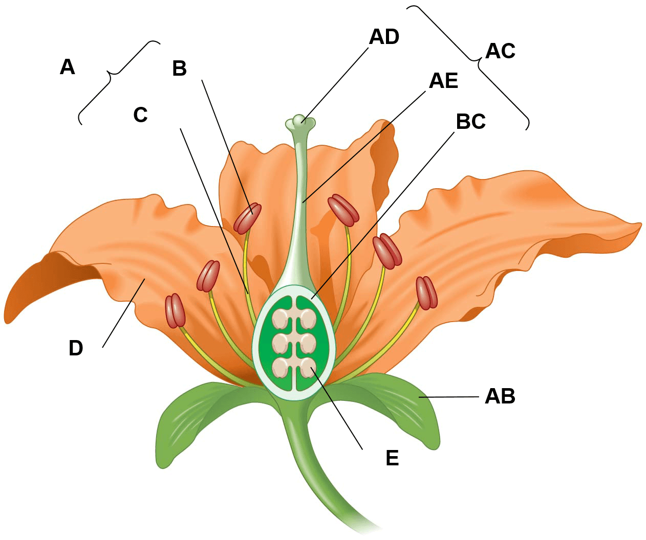 AP Biology-Plants Review | Quizizz