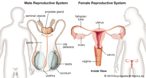 Bagian dari sistem reproduksi wanita yang berfungsi memproduksi ovum adalah