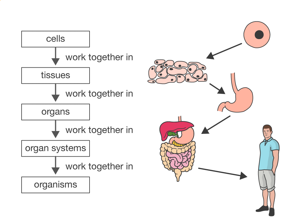 the digestive and excretory systems - Grade 2 - Quizizz