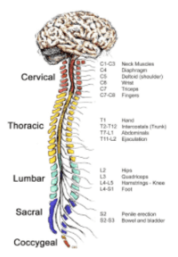 the nervous and endocrine systems - Class 6 - Quizizz