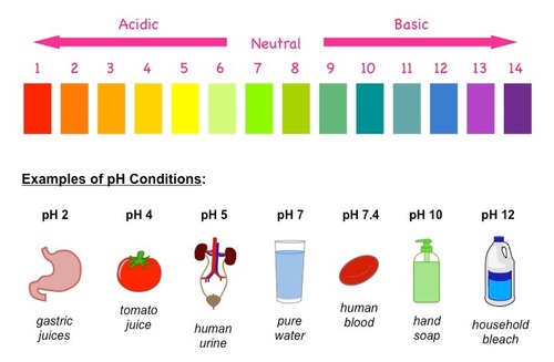 classification-of-acids-on-basis-of-source-concentration-teachoo