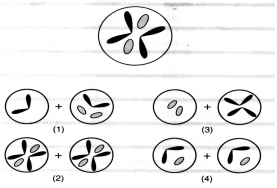 Mitosis And Meiosis | Quizizz