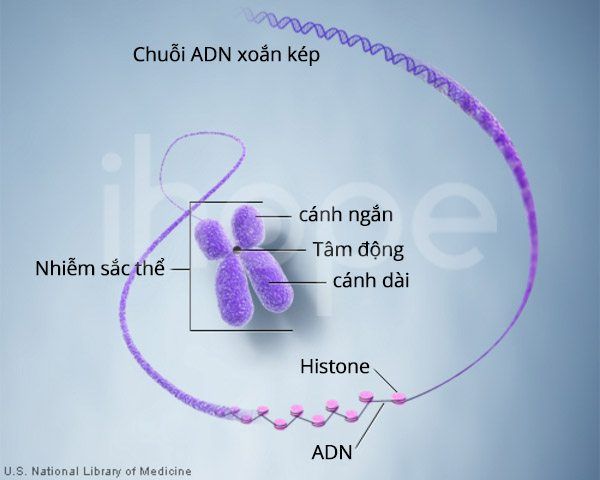 cấu trúc của tế bào - Lớp 12 - Quizizz