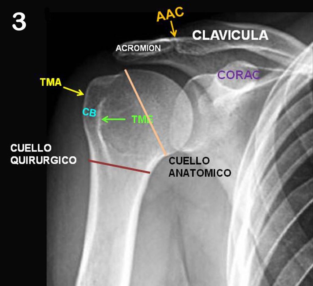 Cartões de anatomia - Série 1 - Questionário