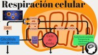 respiración celular - Grado 11 - Quizizz