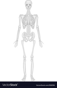 Skeletal System