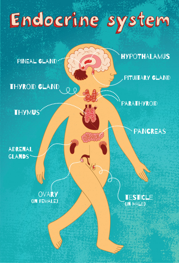 los sistemas nervioso y endocrino Tarjetas didácticas - Quizizz