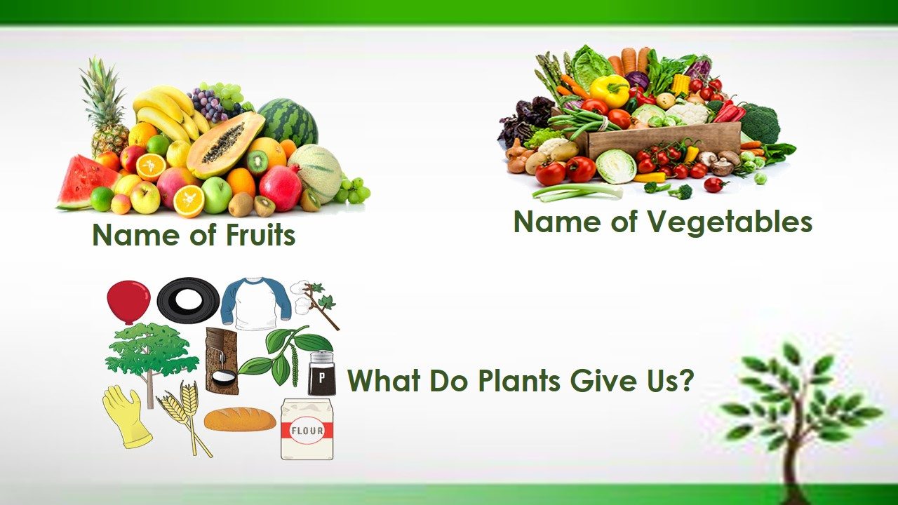 name-of-fruits-name-of-vegetables-what-do-plants-give-us-quizizz