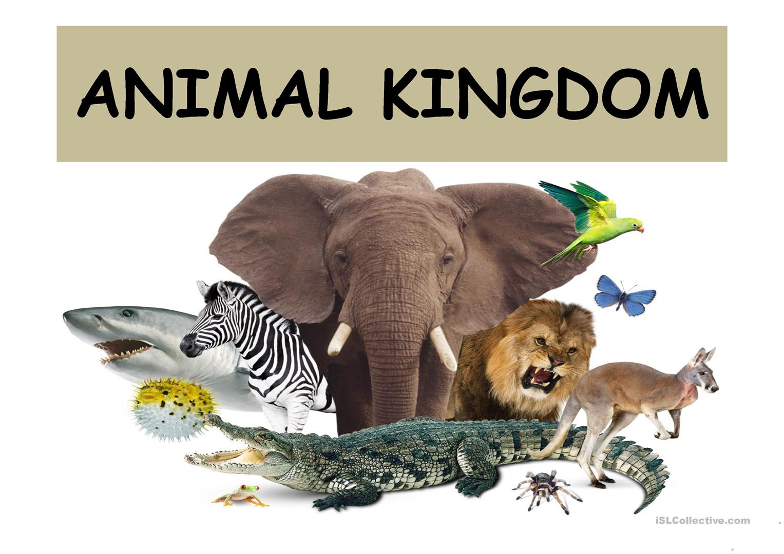 THE ANIMAL KINGDOM