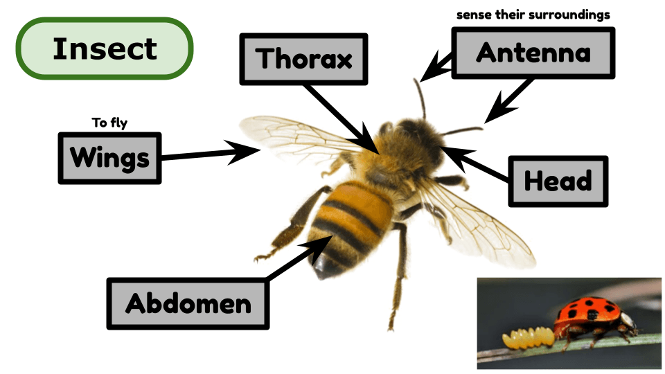 types-of-animals-science-quizizz