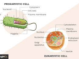 prokaryotes and eukaryotes - Class 7 - Quizizz