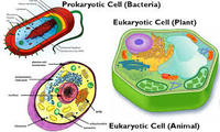 structure of a cell - Class 9 - Quizizz