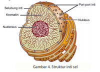 struktur sebuah sel - Kelas 11 - Kuis