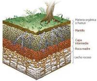 suelos - Grado 7 - Quizizz