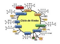 biologia do desenvolvimento - Série 4 - Questionário